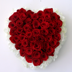 rose, hydrangea