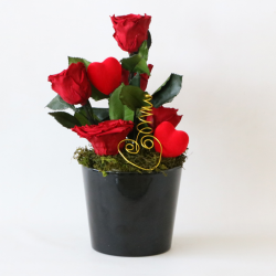 Longlasting Rose