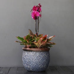 Orchid with Aglaonema